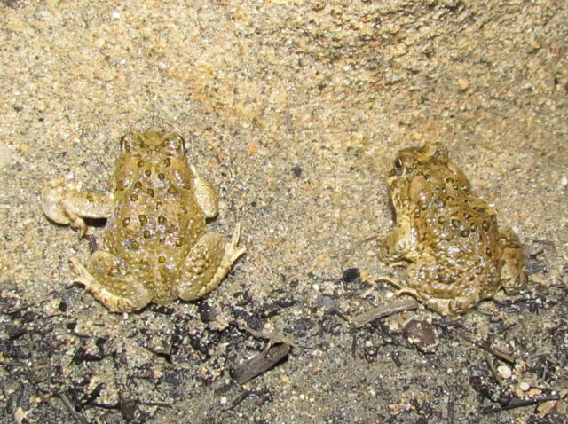 Arroyo Toad